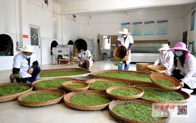 竹山“庸國翠”茶葉產業合作社開園產茶，引領茶葉加工新篇章